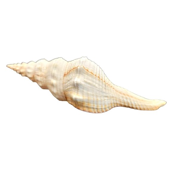 Seashell Spindle Shell Striped Cream White Hemifusus Ternatanuus 6" Long PR - Picture 3 of 5